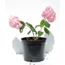 Гортензія широколиста Букет Троянд | Hydrangea macrophylla Bouquet Rose | Гортензия широколистная Букет Роз