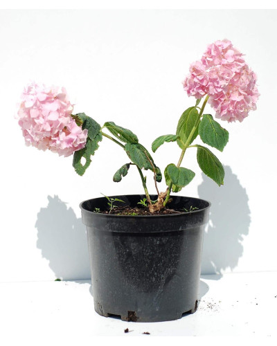 Гортензія широколиста Букет Троянд | Hydrangea macrophylla Bouquet Rose | Гортензия широколистная Букет Роз