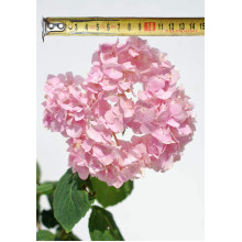 Гортензія широколиста Букет Троянд | Hydrangea macrophylla Bouquet Rose | Гортензия широколистная Букет Роз
