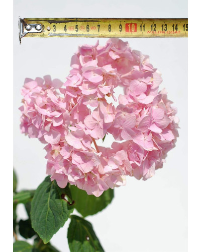Гортензія широколиста Букет Троянд | Hydrangea macrophylla Bouquet Rose | Гортензия широколистная Букет Роз
