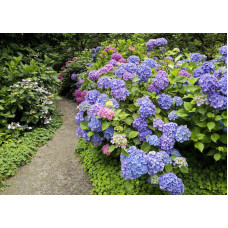 Гортензія широколиста Букет Троянд | Hydrangea macrophylla Bouquet Rose | Гортензия широколистная Букет Роз