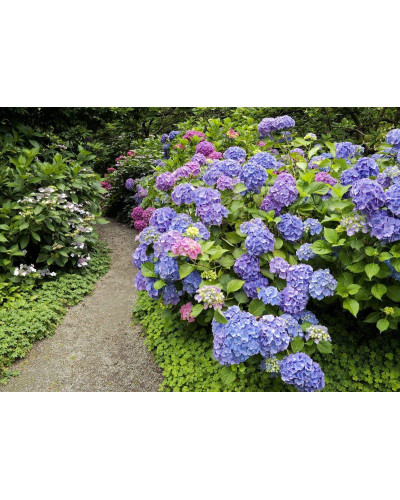 Гортензія широколиста Букет Троянд | Hydrangea macrophylla Bouquet Rose | Гортензия широколистная Букет Роз