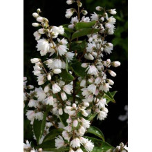 Дейція шорстка Прайд оф Рочестер | Deutzia scabra Pride of Rochester | Дейция шершавая Прайд оф Рочестер