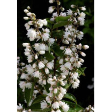 Дейція шорстка Прайд оф Рочестер | Deutzia scabra Pride of Rochester | Дейция шершавая Прайд оф Рочестер