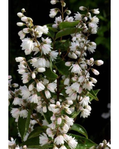 Дейція шорстка Прайд оф Рочестер | Deutzia scabra Pride of Rochester | Дейция шершавая Прайд оф Рочестер