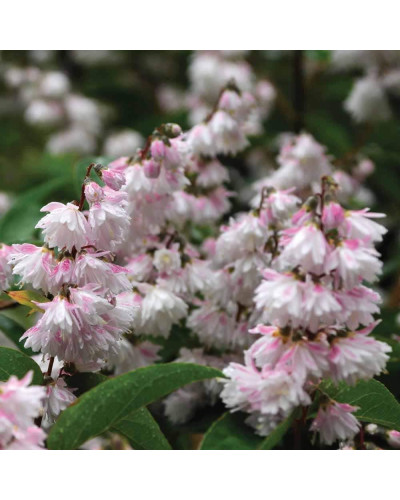 Дейція шорстка Прайд оф Рочестер | Deutzia scabra Pride of Rochester | Дейция шершавая Прайд оф Рочестер