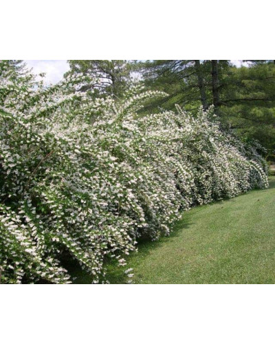 Дейція шорстка Прайд оф Рочестер | Deutzia scabra Pride of Rochester | Дейция шершавая Прайд оф Рочестер