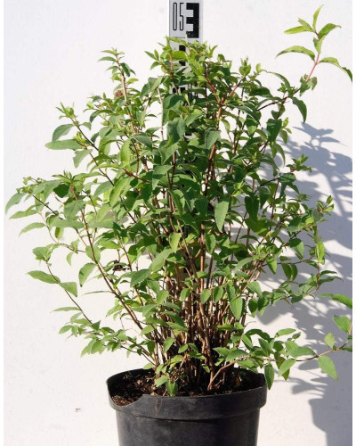 Дейція шорстка Прайд оф Рочестер | Deutzia scabra Pride of Rochester | Дейция шершавая Прайд оф Рочестер