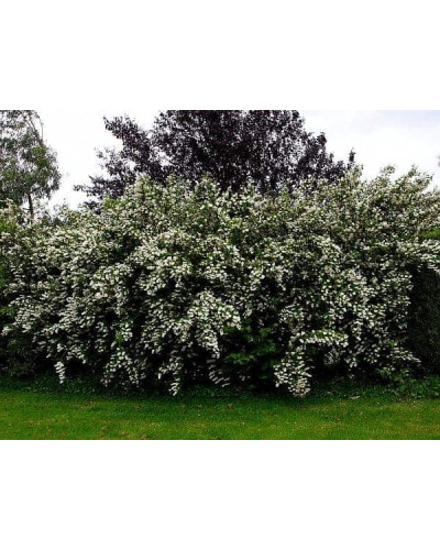 Дейція шорстка Прайд оф Рочестер | Deutzia scabra Pride of Rochester | Дейция шершавая Прайд оф Рочестер