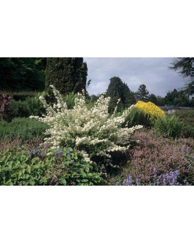 Дейція шорстка Прайд оф Рочестер | Deutzia scabra Pride of Rochester | Дейция шершавая Прайд оф Рочестер