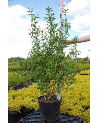 Дейція шорстка Прайд оф Рочестер | Deutzia scabra Pride of Rochester | Дейция шершавая Прайд оф Рочестер