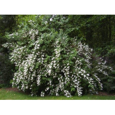 Дейція шорстка Прайд оф Рочестер | Deutzia scabra Pride of Rochester | Дейция шершавая Прайд оф Рочестер
