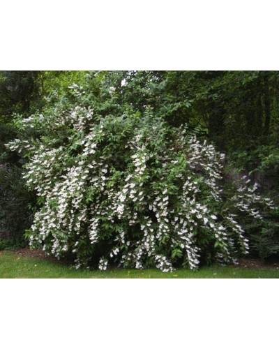 Дейція шорстка Прайд оф Рочестер | Deutzia scabra Pride of Rochester | Дейция шершавая Прайд оф Рочестер