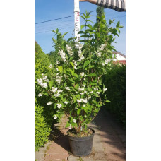Дейція шорстка Прайд оф Рочестер | Deutzia scabra Pride of Rochester | Дейция шершавая Прайд оф Рочестер