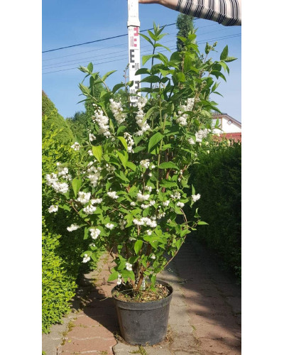 Дейція шорстка Прайд оф Рочестер | Deutzia scabra Pride of Rochester | Дейция шершавая Прайд оф Рочестер