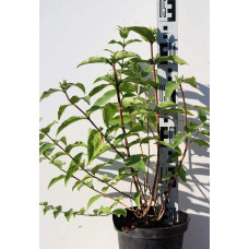 Дейція шорстка Прайд оф Рочестер | Deutzia scabra Pride of Rochester | Дейция шершавая Прайд оф Рочестер