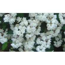 Дейція шорстка Прайд оф Рочестер | Deutzia scabra Pride of Rochester | Дейция шершавая Прайд оф Рочестер