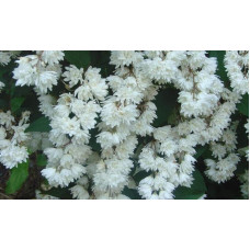 Дейція шорстка Прайд оф Рочестер | Deutzia scabra Pride of Rochester | Дейция шершавая Прайд оф Рочестер