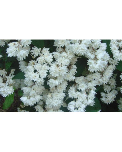 Дейція шорстка Прайд оф Рочестер | Deutzia scabra Pride of Rochester | Дейция шершавая Прайд оф Рочестер