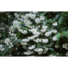Дейція шорстка Прайд оф Рочестер | Deutzia scabra Pride of Rochester | Дейция шершавая Прайд оф Рочестер
