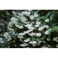 Дейція шорстка Прайд оф Рочестер | Deutzia scabra Pride of Rochester | Дейция шершавая Прайд оф Рочестер