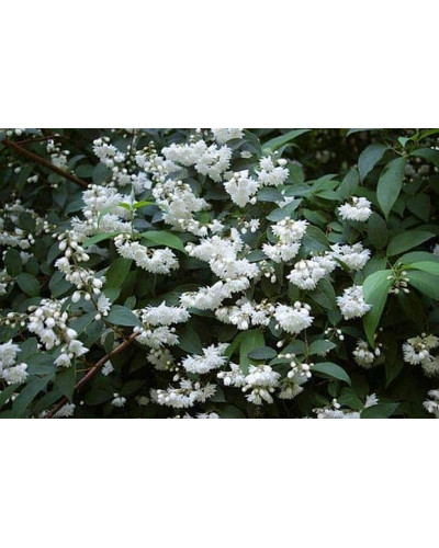 Дейція шорстка Прайд оф Рочестер | Deutzia scabra Pride of Rochester | Дейция шершавая Прайд оф Рочестер