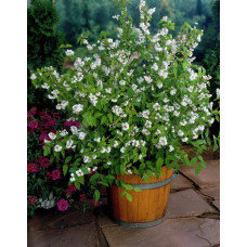 Дейція шорстка Прайд оф Рочестер | Deutzia scabra Pride of Rochester | Дейция шершавая Прайд оф Рочестер