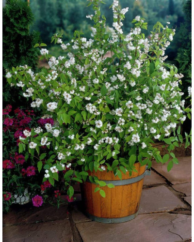 Дейція шорстка Прайд оф Рочестер | Deutzia scabra Pride of Rochester | Дейция шершавая Прайд оф Рочестер