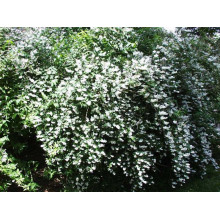 Дейція шорстка Прайд оф Рочестер | Deutzia scabra Pride of Rochester | Дейция шершавая Прайд оф Рочестер