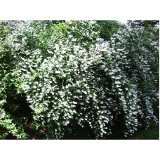Дейція шорстка Прайд оф Рочестер | Deutzia scabra Pride of Rochester | Дейция шершавая Прайд оф Рочестер