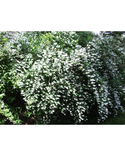 Дейція шорстка Прайд оф Рочестер | Deutzia scabra Pride of Rochester | Дейция шершавая Прайд оф Рочестер
