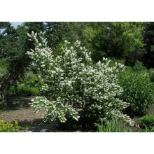 Дейція шорстка Прайд оф Рочестер | Deutzia scabra Pride of Rochester | Дейция шершавая Прайд оф Рочестер