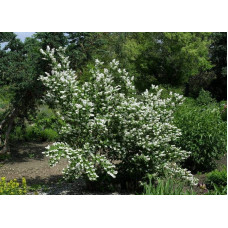 Дейція шорстка Прайд оф Рочестер | Deutzia scabra Pride of Rochester | Дейция шершавая Прайд оф Рочестер