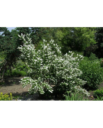 Дейція шорстка Прайд оф Рочестер | Deutzia scabra Pride of Rochester | Дейция шершавая Прайд оф Рочестер