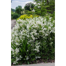 Дейція витончена | Deutzia gracilis | Дейция изящная