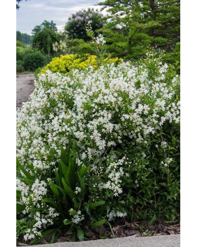 Дейція витончена | Deutzia gracilis | Дейция изящная