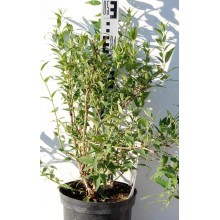 Дейція витончена | Deutzia gracilis | Дейция изящная