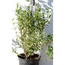 Дейція витончена | Deutzia gracilis | Дейция изящная
