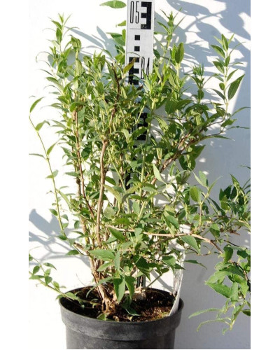 Дейція витончена | Deutzia gracilis | Дейция изящная