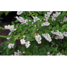 Дейція витончена | Deutzia gracilis | Дейция изящная