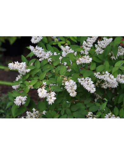 Дейція витончена | Deutzia gracilis | Дейция изящная