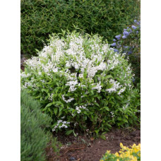 Дейція витончена | Deutzia gracilis | Дейция изящная