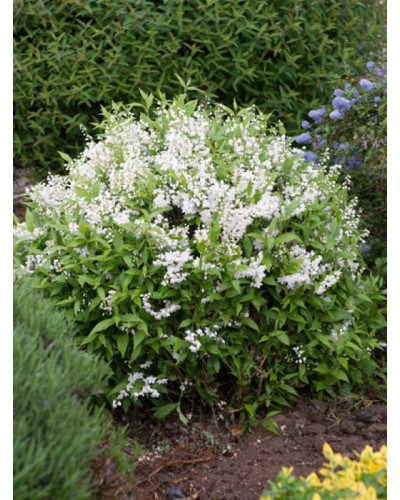 Дейція витончена | Deutzia gracilis | Дейция изящная