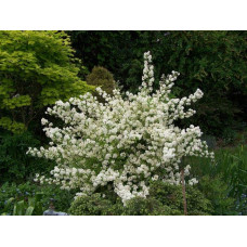 Дейція витончена | Deutzia gracilis | Дейция изящная