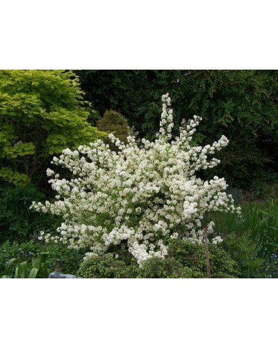 Дейція витончена | Deutzia gracilis | Дейция изящная