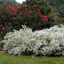 Дейція витончена | Deutzia gracilis | Дейция изящная