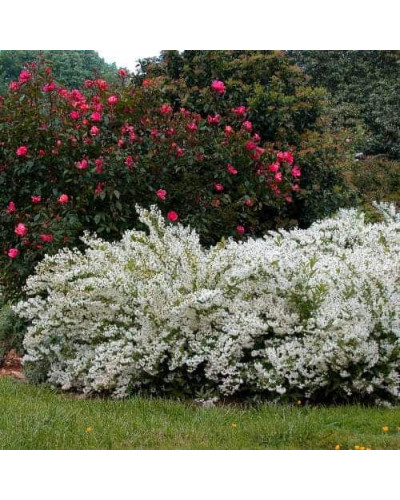 Дейція витончена | Deutzia gracilis | Дейция изящная