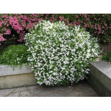 Дейція витончена | Deutzia gracilis | Дейция изящная