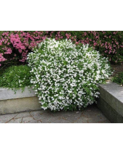 Дейція витончена | Deutzia gracilis | Дейция изящная
