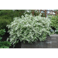 Дейція витончена | Deutzia gracilis | Дейция изящная